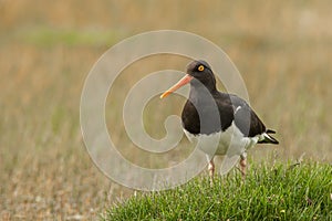 Magellanic Oystercatcher