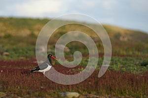 Magellanic Oystercatcher on Bleaker Island