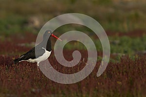 Magellanic Oystercatcher on Bleaker Island in the Falkland Islands