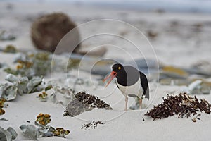 Magellanic Oystercatcher on a sandy beach