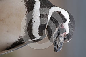 A Magellanic Penguin photo