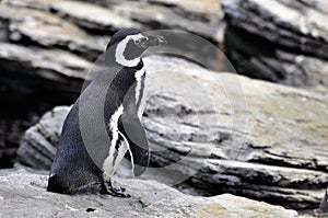 Magellanic Penguin photo