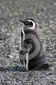 Magellanic penguin photo