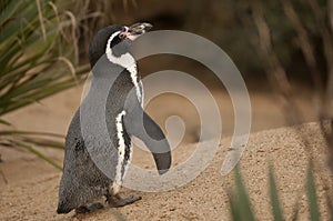 Magellanic Penguin