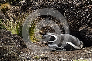 The Magellanic Penguin