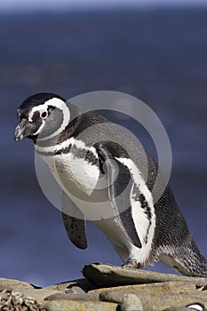 Magellanic Penguin photo