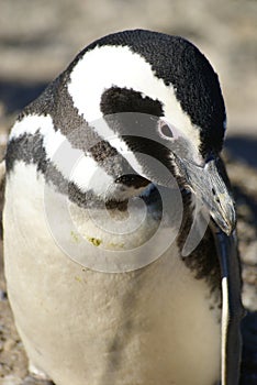 Magellanic Penguin photo