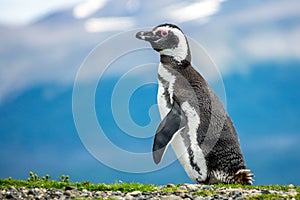 The Magellanic Penguin