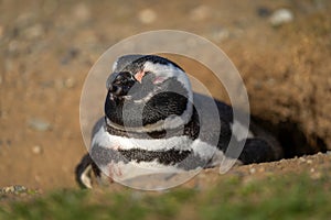 Magellanic penguin asleep in burrow in sunshine