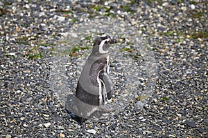 Magellanic penguin on the beach in the island in Beagle Channel, Argentina