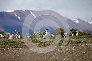 Magellanic penguin on the beach in the island in Beagle Channel, Argentina