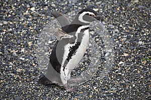 Magellanic penguin on the beach in the island in Beagle Channel, Argentina