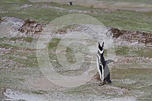 Magellanic Penguin Braying