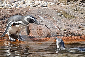 Pinguino 