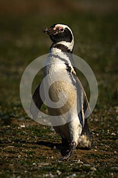 Magellanic penguin with catchlight crosses grass slope photo