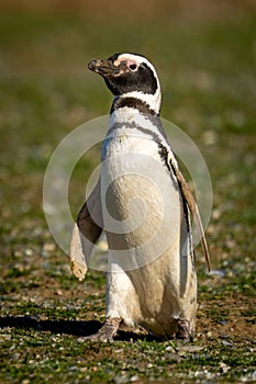Magellanic penguin with catchlight crosses grassy slope photo