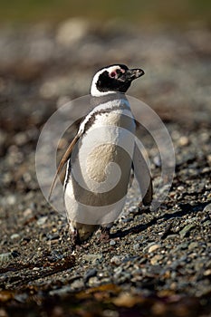 Magellanic penguin with catchlight crosses shingle beach photo