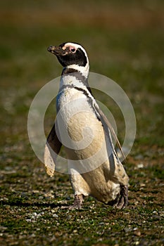 Magellanic penguin with catchlight waddles down slope photo
