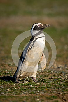 Magellanic penguin with catchlight walking across grass photo