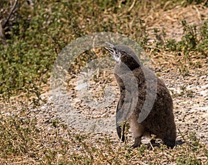 Magellanic penguin chick fledging in bushes in Punta Tombo