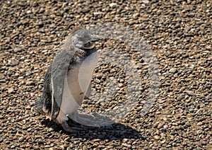 Magellanic penguin chick fledging on rocky shore in Punta Tombo