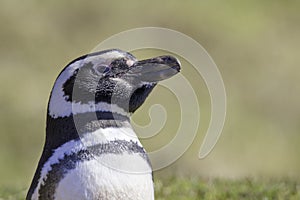 Magellanic Penguin close up head portrait Falkland Islands