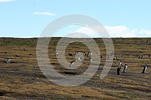 Magellanic penguin colonies on Isla Magdalena Punta Arenas photo