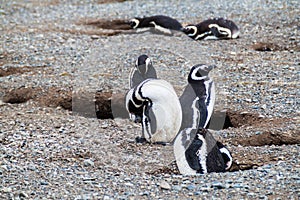 Magellanic Penguin colony