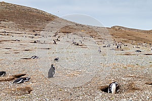 Magellanic Penguin colony