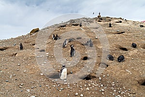 Magellanic Penguin colony