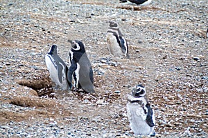 Magellanic Penguin colony