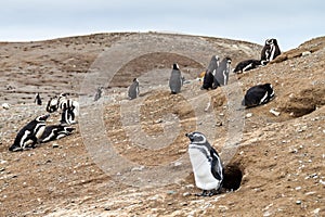 Magellanic Penguin colony