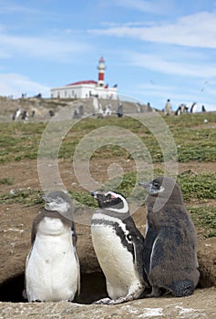Magellanic penguin colony