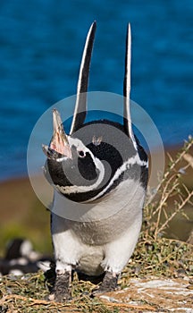 Magellanic penguin in the colony. Close-up. Argentina. Peninsula Valdes.