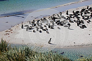 Magellanic penguin colony Gypsy Cove, Falklands