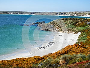 Magellanic penguin colony, Gypsy Cove Falklands