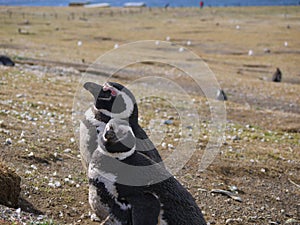 Magellanic penguin colony on Isla Magdalena in Chilean Patagonia