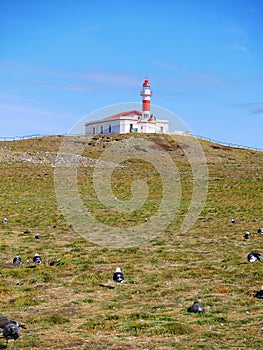 Magellanic penguin colony on Isla Magdalena in Chilean Patagonia