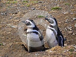 Magellanic penguin colony on Isla Magdalena in Chilean Patagonia