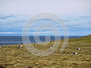 Magellanic penguin colony on Isla Magdalena in Chilean Patagonia