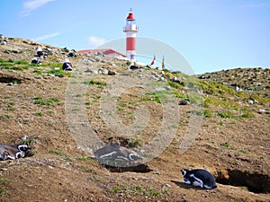 Magellanic penguin colony on Isla Magdalena in Chilean Patagonia