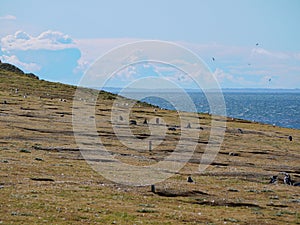 Magellanic penguin colony on Isla Magdalena in Chilean Patagonia