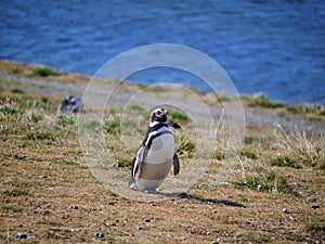 Magellanic penguin colony on Isla Magdalena in Chilean Patagonia