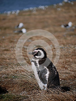 Magellanic penguin colony on Isla Magdalena in Chilean Patagonia