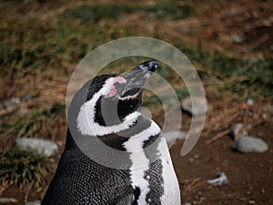 Magellanic penguin colony on Isla Magdalena in Chilean Patagonia