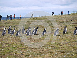 Magellanic penguin colony on Isla Magdalena in Chilean Patagonia