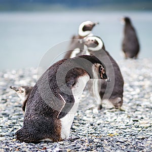 Magellan Penguin Colony on Martillo Island in the Beagle Channel, Ushuaia, Tierra del Fuego, Argentina photo