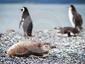 Magellan Penguin Colony on Martillo Island, Ushuaia, Tierra del Fuego, Argentina photo