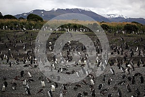 Magellanic penguin colony, Tierra del Fuego