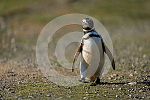 Magellanic penguin crosses flat ground lifting foot